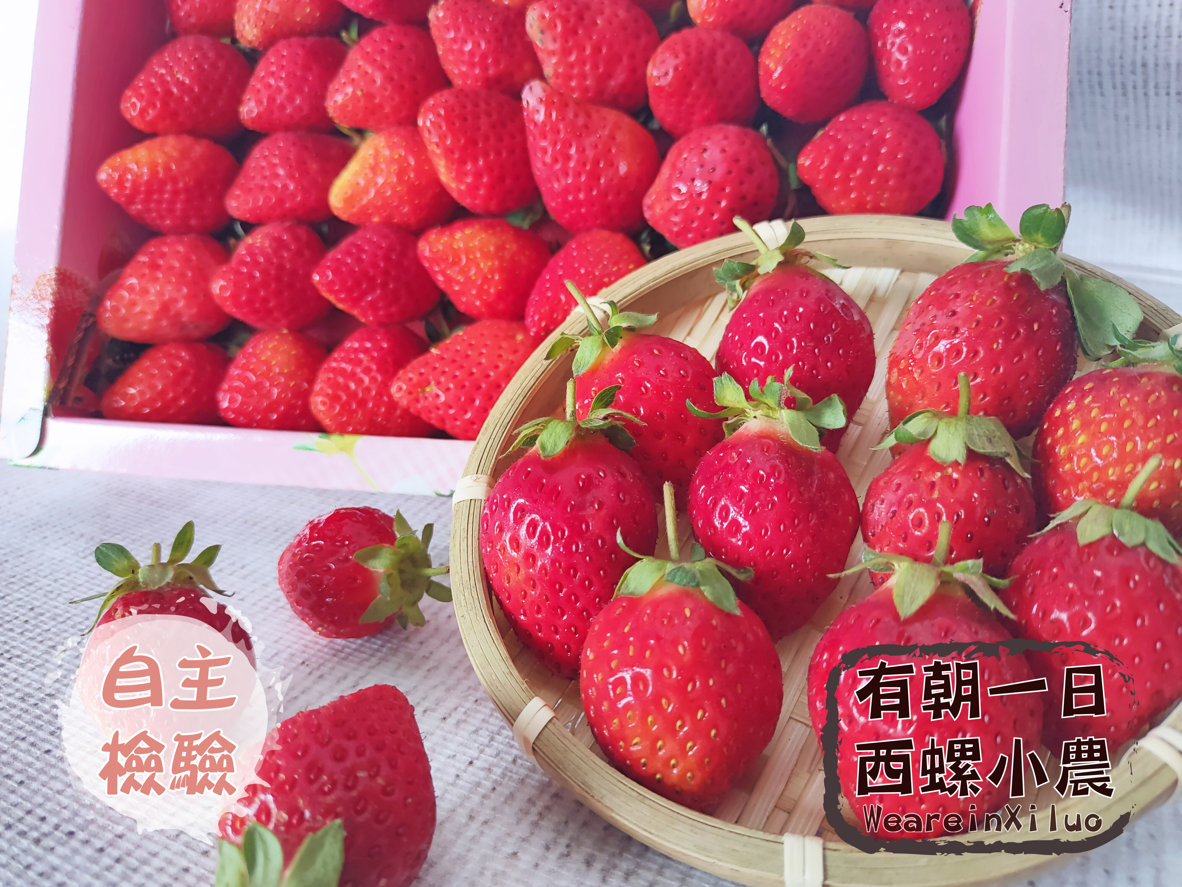 安心溯源．豐香草莓